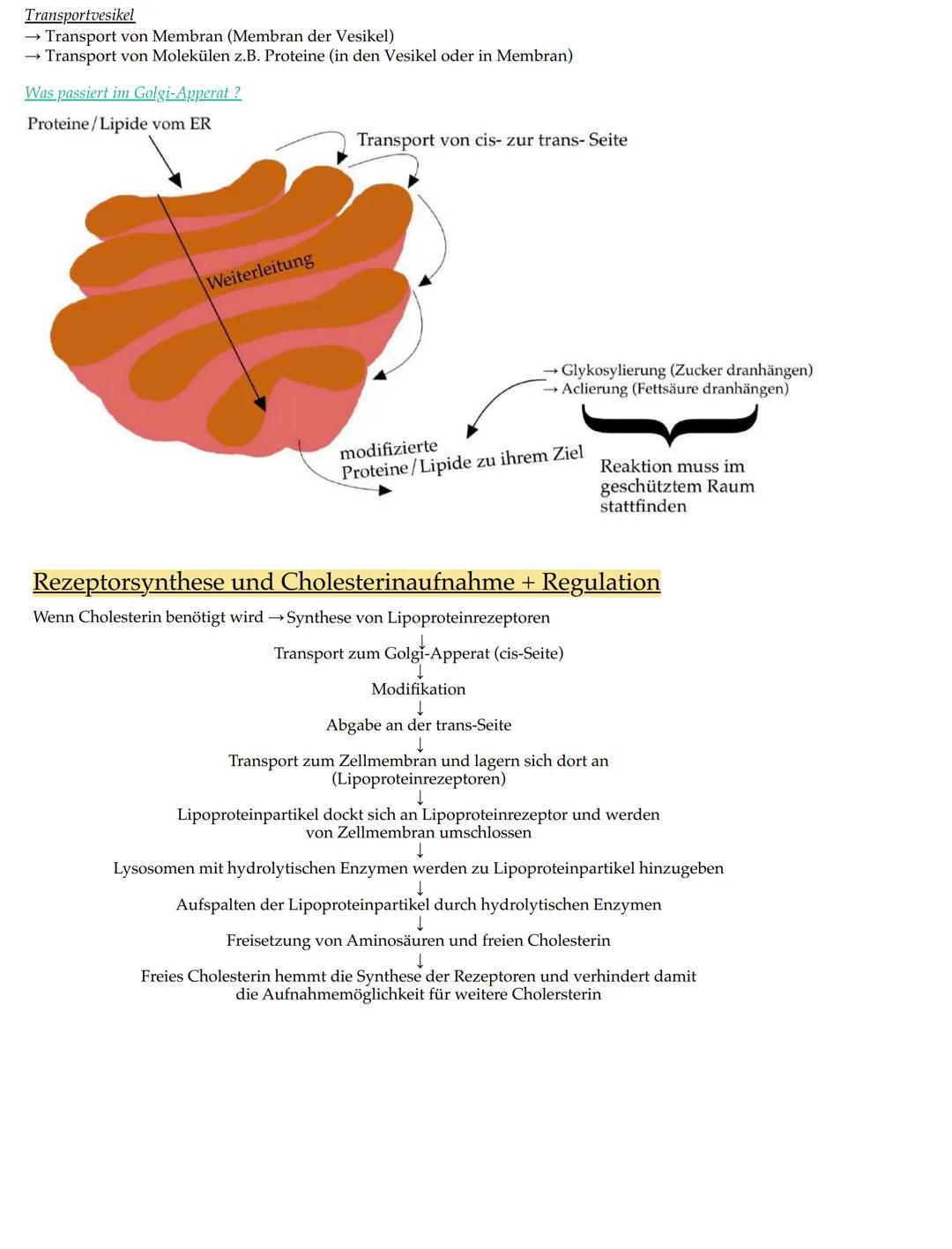 # Merkmale der Lebewesen

• Wachstum

• Fortpflanzung

• Bewegung

• Ernährung

• Stoffwechsel

• Ausscheidung

• Reizbarkeit

• (Lebewesen)