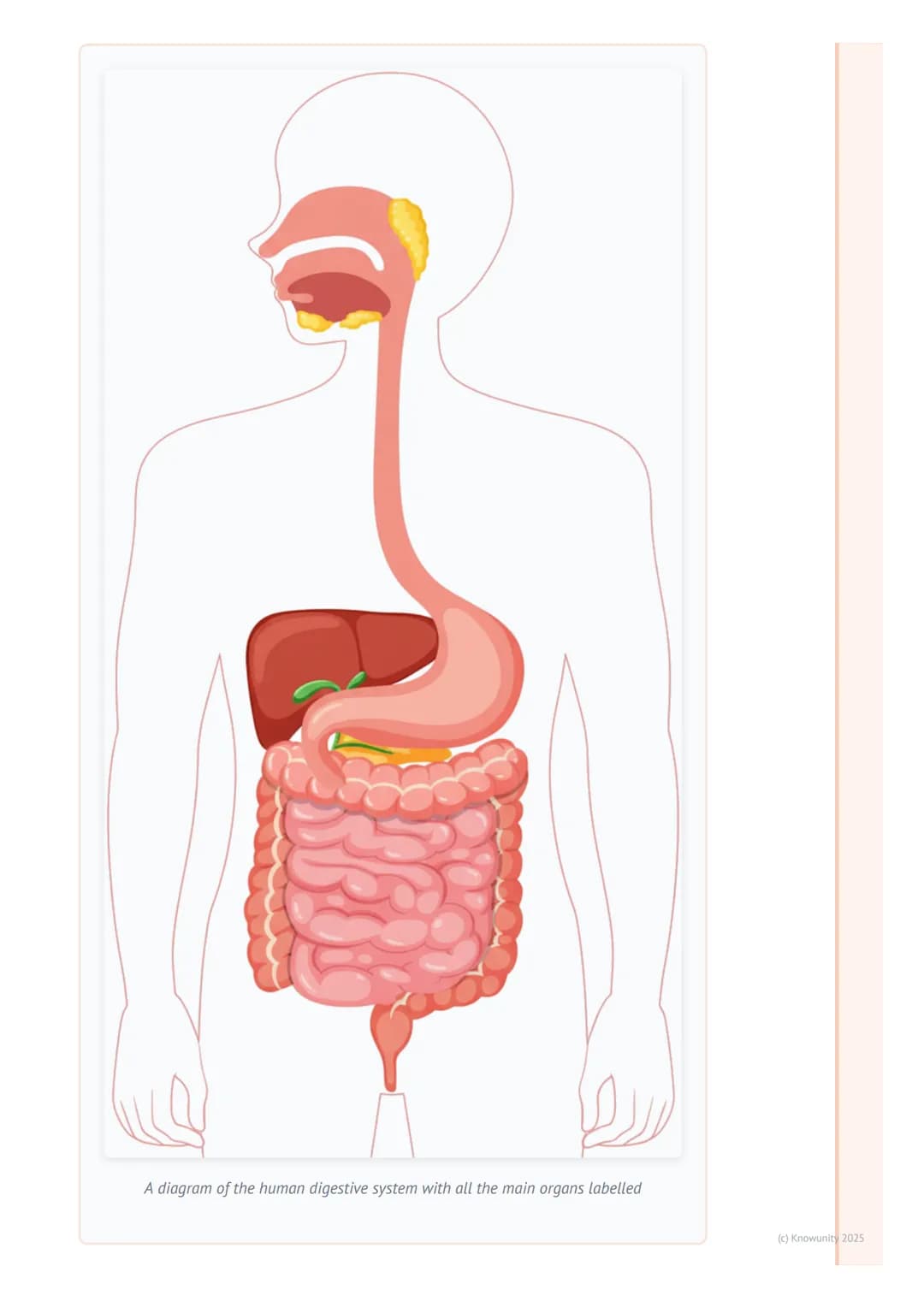 # Digestive System

## What is the digestive system?

The digestive system is a group of organs that work together to break down the
food we