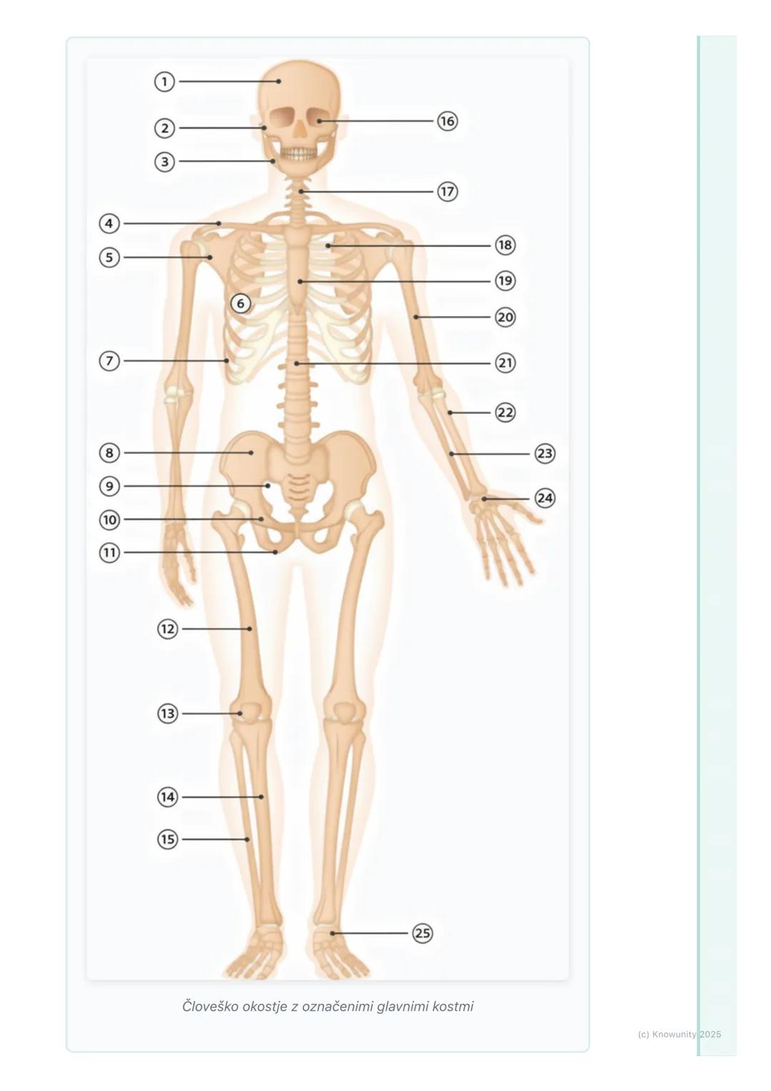 # Skeletni in mišični sistem

Uvod v gibala

Skeletni in mišični sistem skupaj tvorita gibala. Omogočata nam, da se
premikamo, stojimo pokon