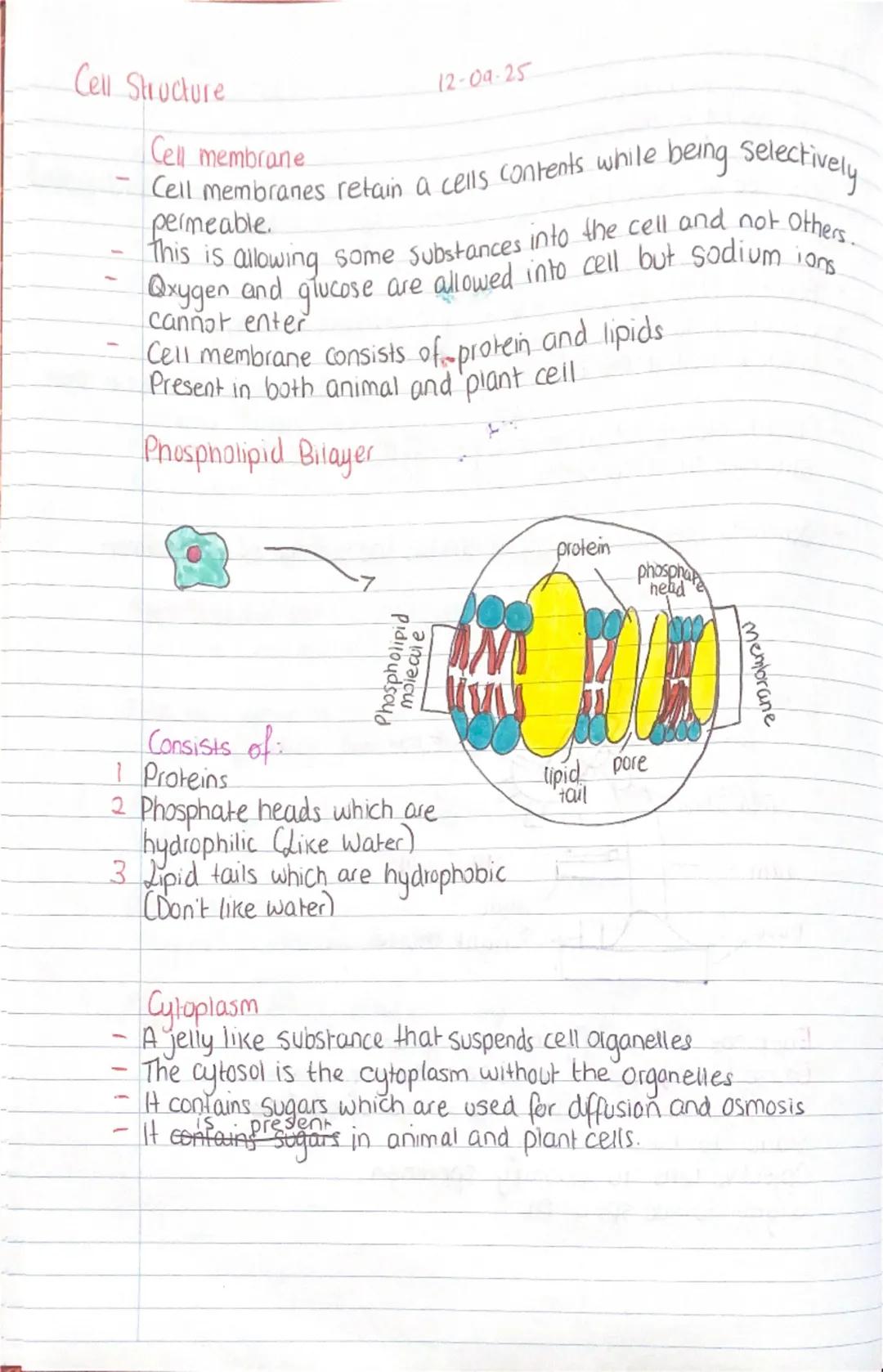 Cell Structure

12-09-25

Cell membrane
- Cell membranes retain a cells contents while being selectively
permeable.
- This is allowing some 