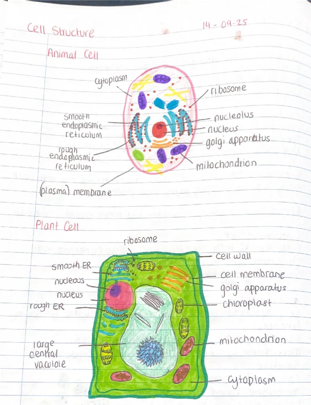 Cell Structure

12-09-25

Cell membrane
- Cell membranes retain a cells contents while being selectively
permeable.
- This is allowing some 