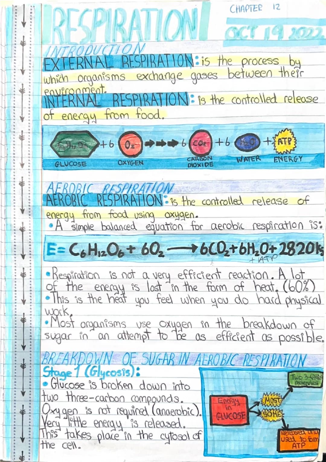 CHAPTER 12
RESPIRATION OCT 19.2022

INTRODUCTION
EXTERNAL RESPIRATION is the process by
which organisms exchange gases between their
environ