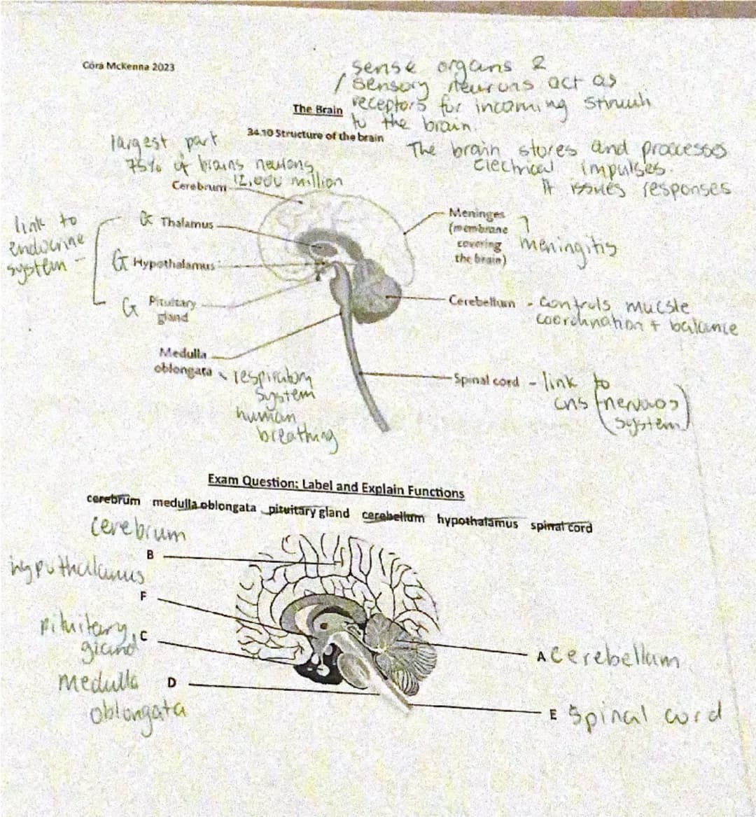 Córá Mckenna 2023

link to
endocrine
sense organs.
ensory Neurons act as
The Brain receptors for incoming stinuch
to the brain.
largest part