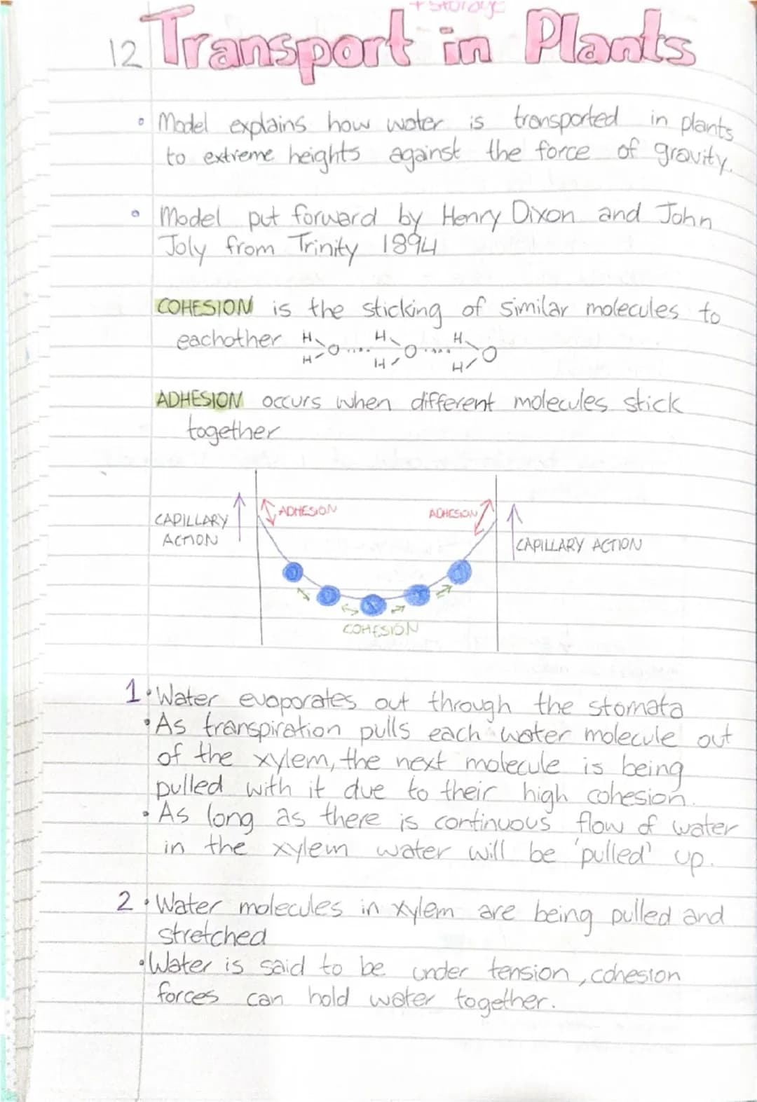12 Transport in Plants

• Model explains how water is transported in plants
to extreme heights against the force of gravity.

• Model put fo