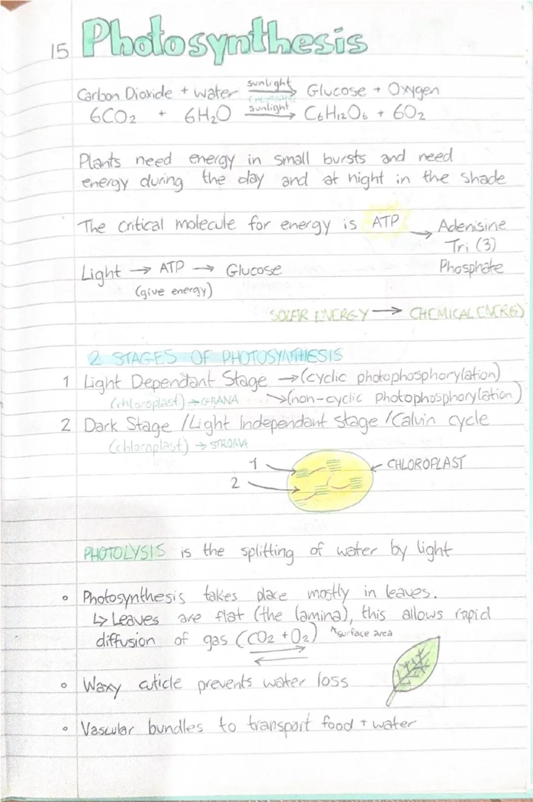 # 15 Photosynthesis

Carbon Dioxide + water $\xrightarrow{sunlight}$ Glucose + Oxygen
$6CO_2$ + $6H_2O$ $\xrightarrow{sunlight}$ $C_6H_{12}O
