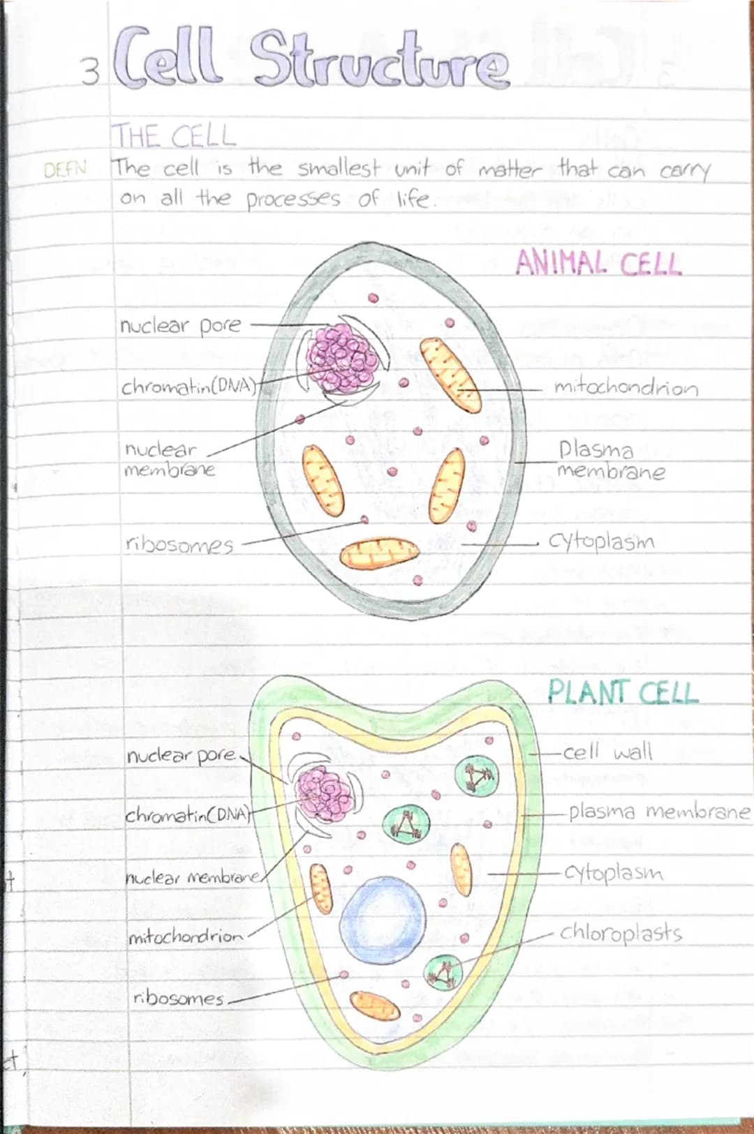 3 Cell Structure hala

THE CELL
DEFN The cell is the smallest unit of matter that can carry
on all the processes of life.

nuclear pore

chr