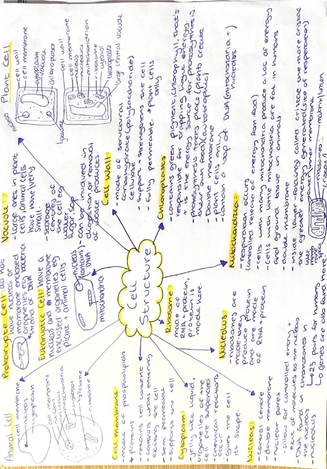 Animal Cell
-cell membrane,
-nucleas
cyboplasm

A
Prokaryoteve Celle
cell membrone
nucleas
nucleolus
nitochondria
-Lysosane
ribosane

Cell m