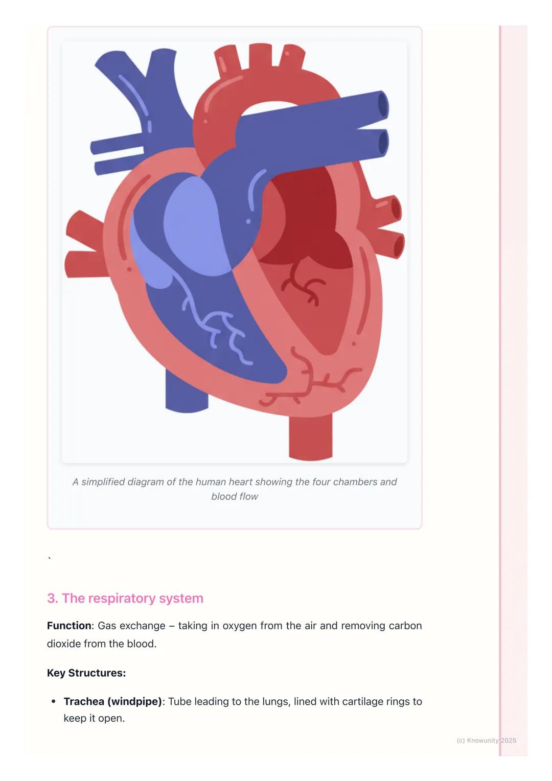 # Human Body Systems

Introduction to human body systems

The human body is organised in a hierarchy: cells $\rightarrow$ tissues $\rightarr