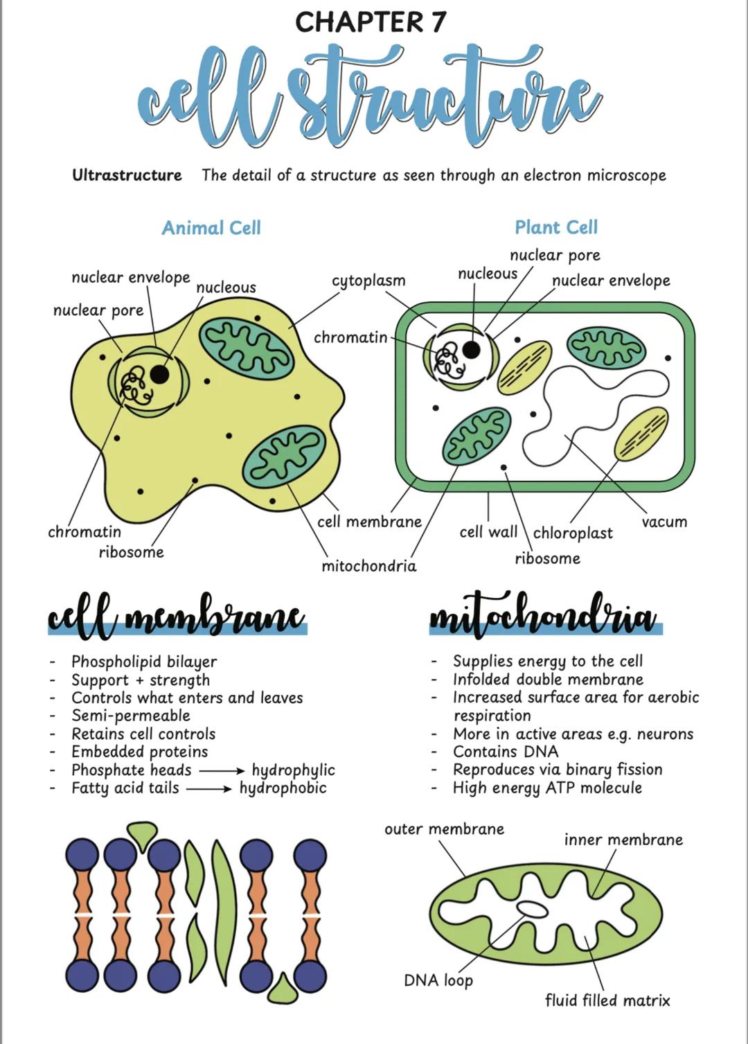 # CHAPTER 7
# cell structure
Ultrastructure The detail of a structure as seen through an electron microscope
Animal Cell
Plant Cell
nuc