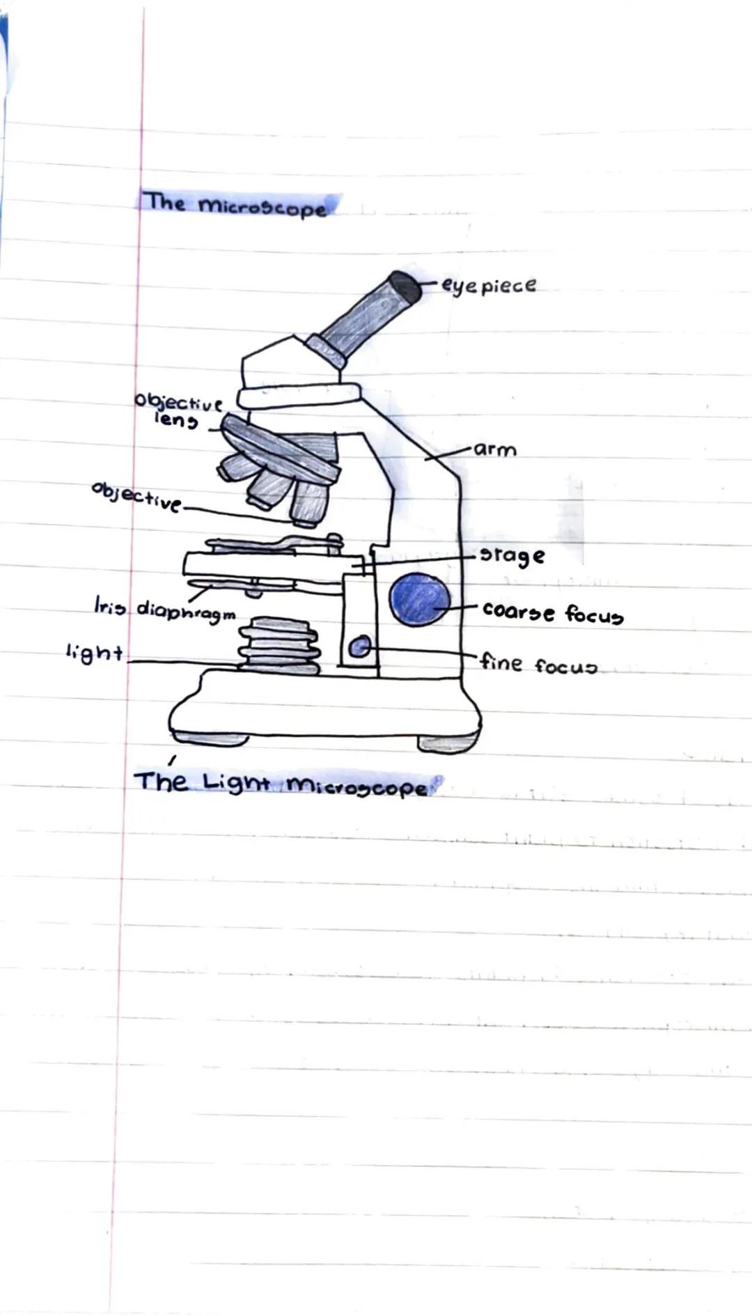 The Cell
a cell-is the smallest working unit of a living organism.
The animal.cell
mitochondrion
nucleus
cell membrane
cytoplasm
r
