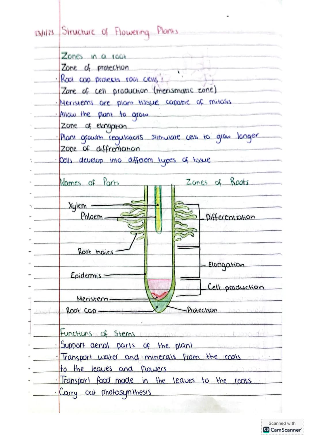 23/1/25 Structure of Flowering Plants
apical bud
flower
Stem
leaf
axillary bud
peticole
node
Internode
Primary root
Lateral root
node
Shoot