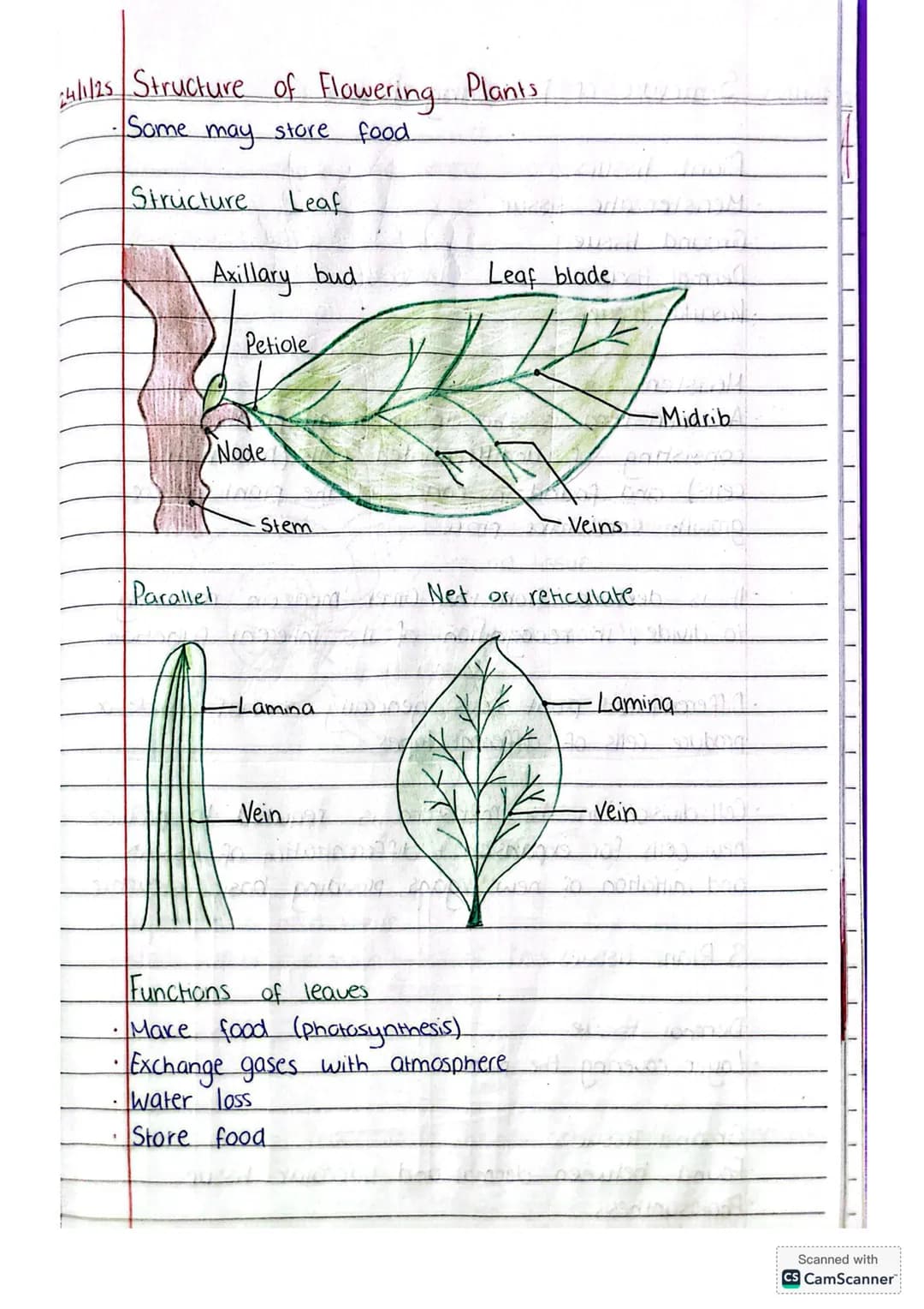 23/1/25 Structure of Flowering Plants
apical bud
flower
Stem
leaf
axillary bud
peticole
node
Internode
Primary root
Lateral root
node
Shoot