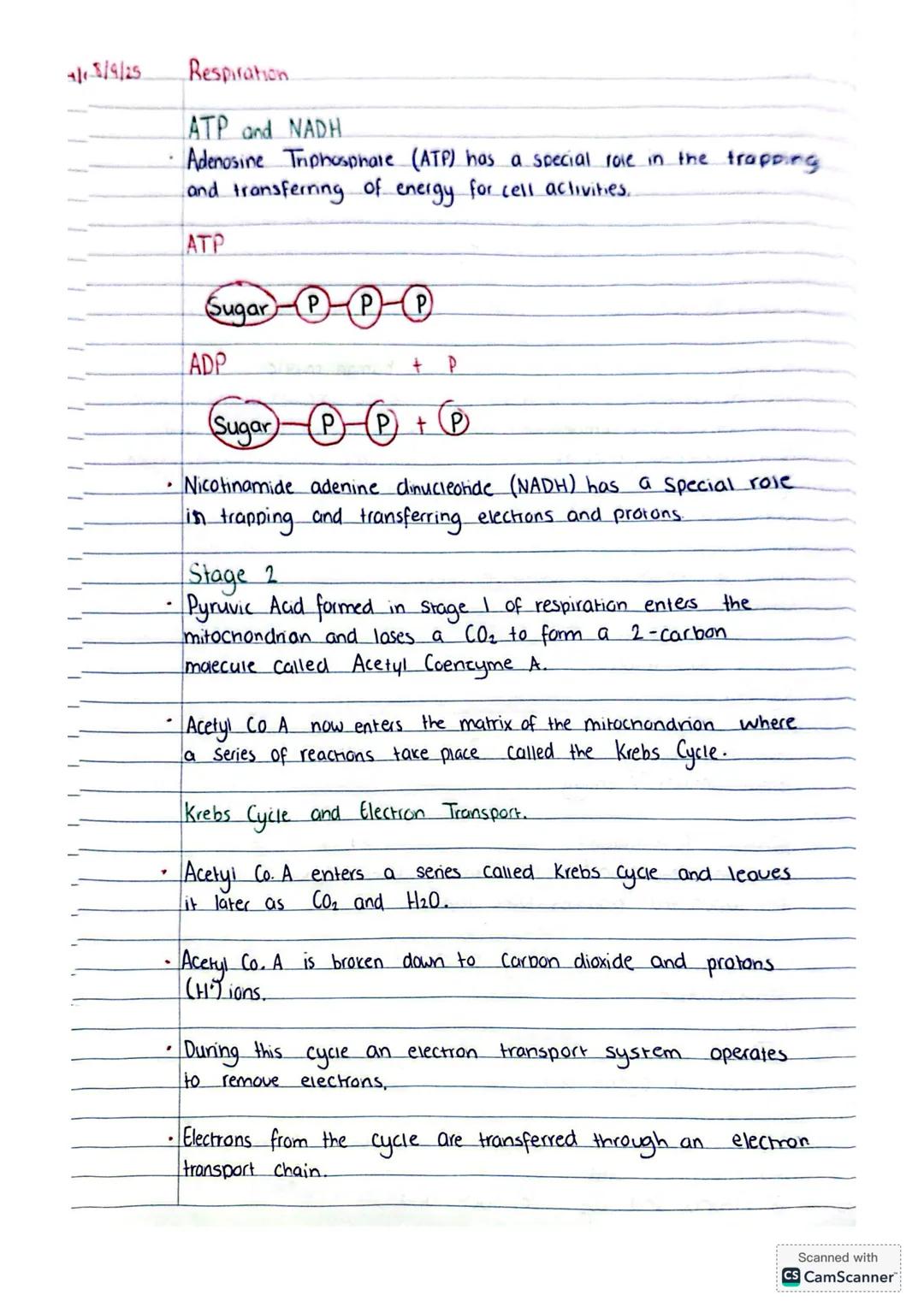 4/9/25 Respiration
4 enzyme controlled release of energy from food in cells.
Glucose $\longrightarrow$ Energy (ATP)
2 Types of Respiratio