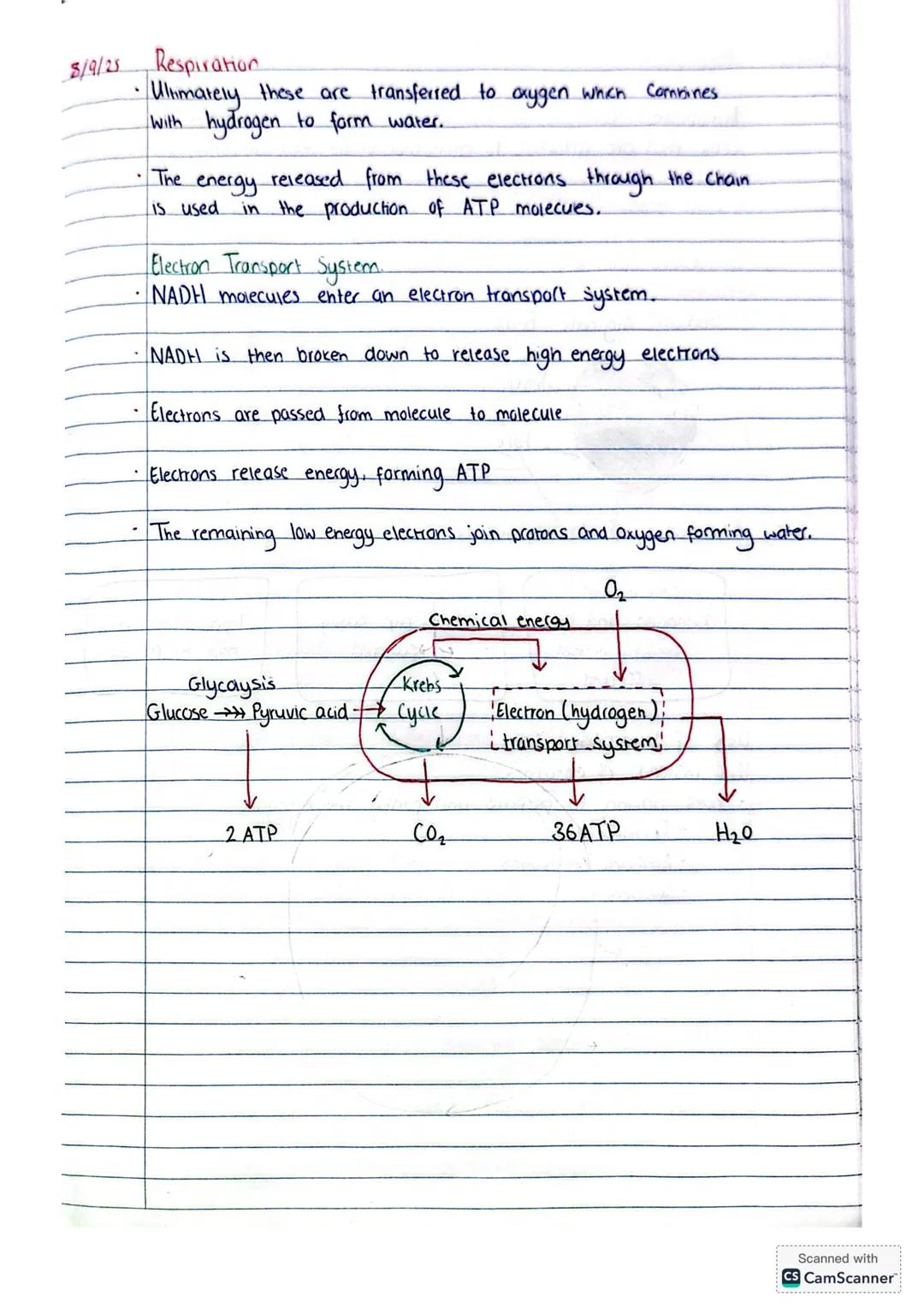 4/9/25 Respiration
4 enzyme controlled release of energy from food in cells.
Glucose $\longrightarrow$ Energy (ATP)
2 Types of Respiratio