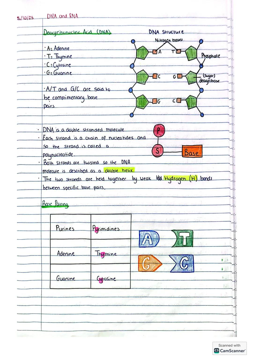 5/10/25
DNA and RNA
Deoxyribonucleic Acid (DNA)
DNA Structure.
Nitrogen bases
* A: Adenine
* T: Thymine
* C=Cytosine
* G=Guanine
*