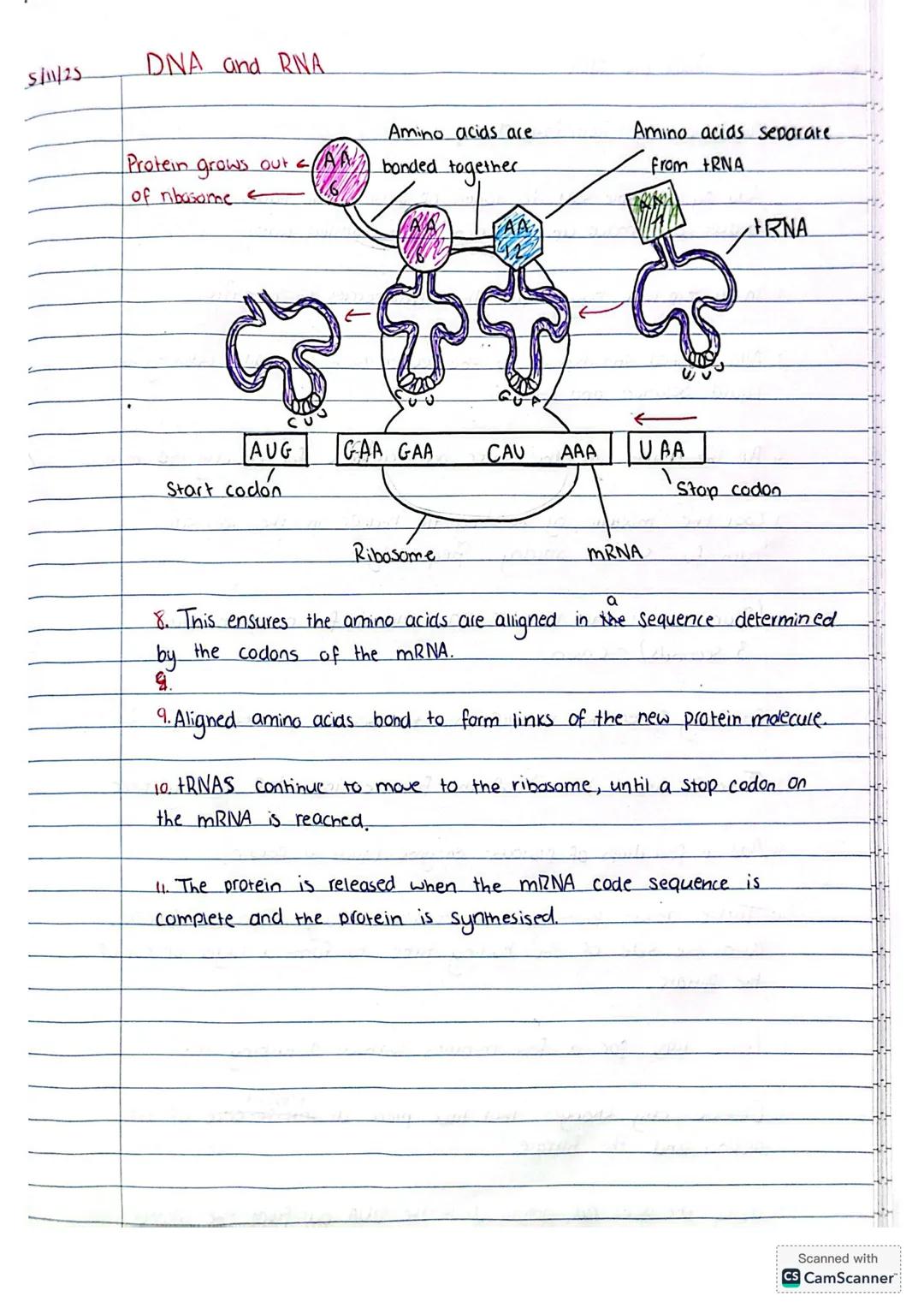 5/10/25
DNA and RNA
Deoxyribonucleic Acid (DNA)
DNA Structure.
Nitrogen bases
* A: Adenine
* T: Thymine
* C=Cytosine
* G=Guanine
*