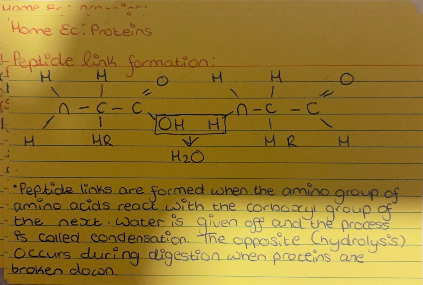 # Home Ec. Proteins
## Elemental Composition
* C = Carbon
* H = hydrogen
* COOH = Carboxyl
* NH₂ = amino
```
R
|
NH₂ - C - COO