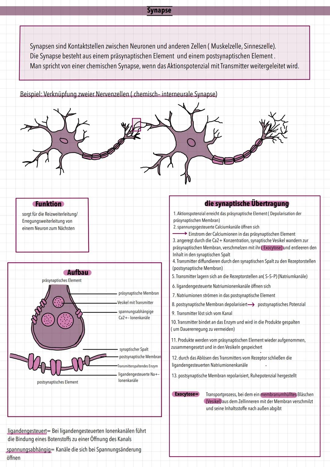# Synapse
Synapsen sind Kontaktstellen zwischen Neuronen und anderen Zellen (Muskelzelle, Sinneszelle).
Die Synapse besteht aus einem präsy