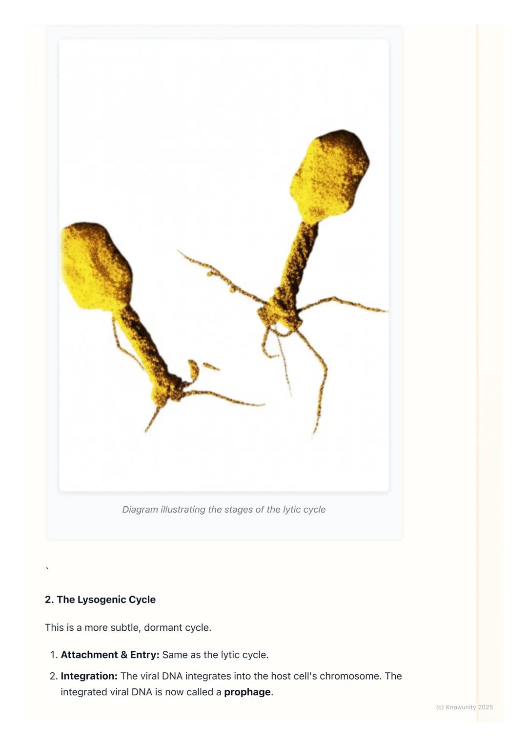 # Viruses
Introduction to viruses
Viruses are tiny, non-cellular particles that are on the borderline between living
and non-living. They