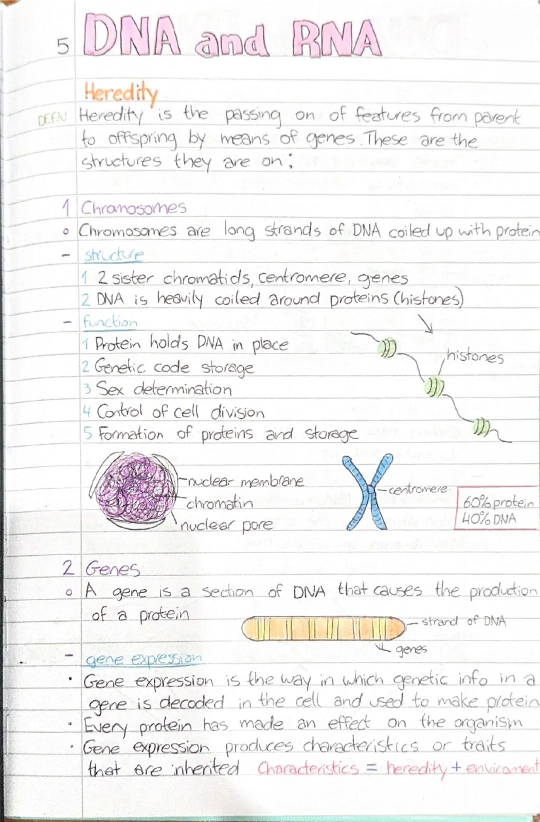 5 DNA and RNA
Heredity
DEFN Heredity is the passing. on of features from parent
to offspring by means of genes. These are the
structures th