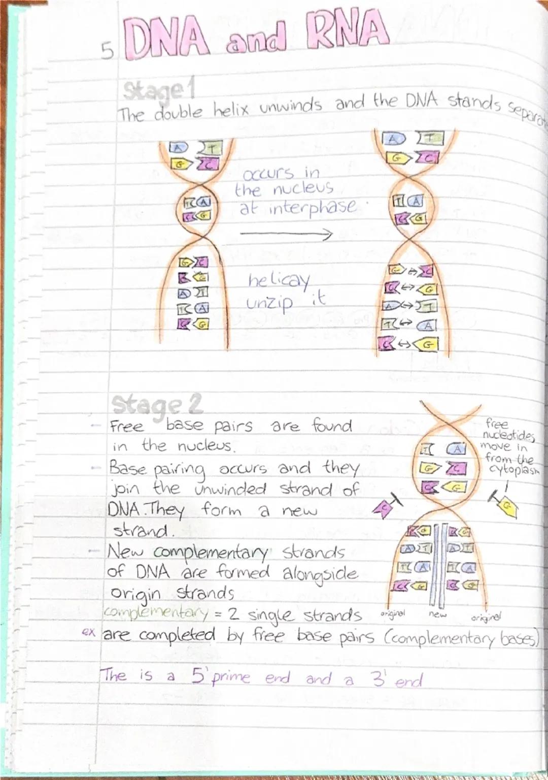 5 DNA and RNA
Heredity
DEFN Heredity is the passing. on of features from parent
to offspring by means of genes. These are the
structures th