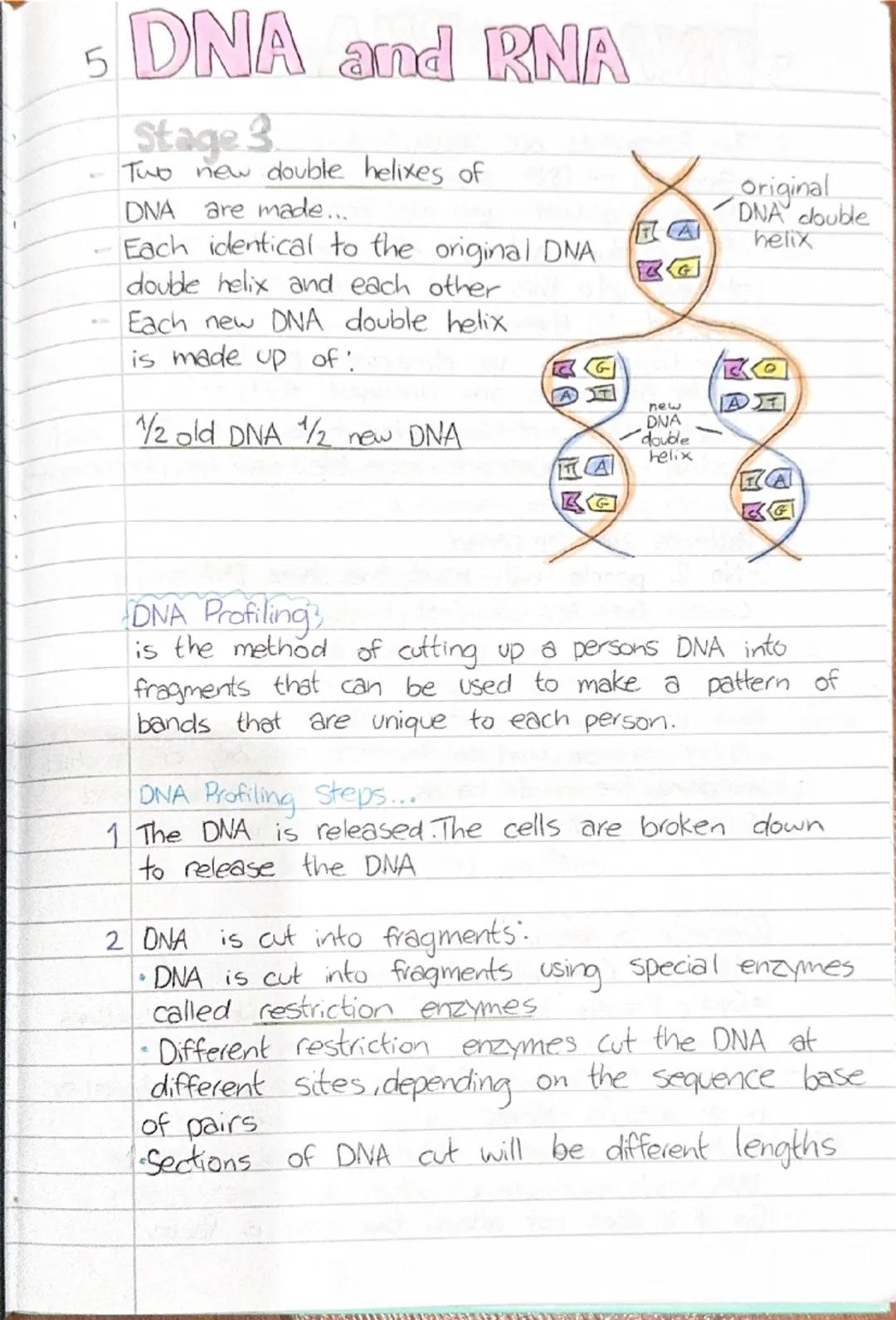 5 DNA and RNA
Heredity
DEFN Heredity is the passing. on of features from parent
to offspring by means of genes. These are the
structures th