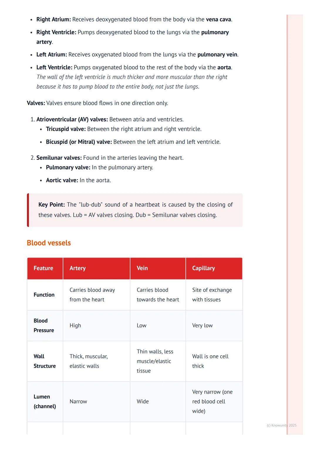 # The Circulatory System
An introduction to the circulatory system
The circulatory system is basically the body's transport network. Its m
