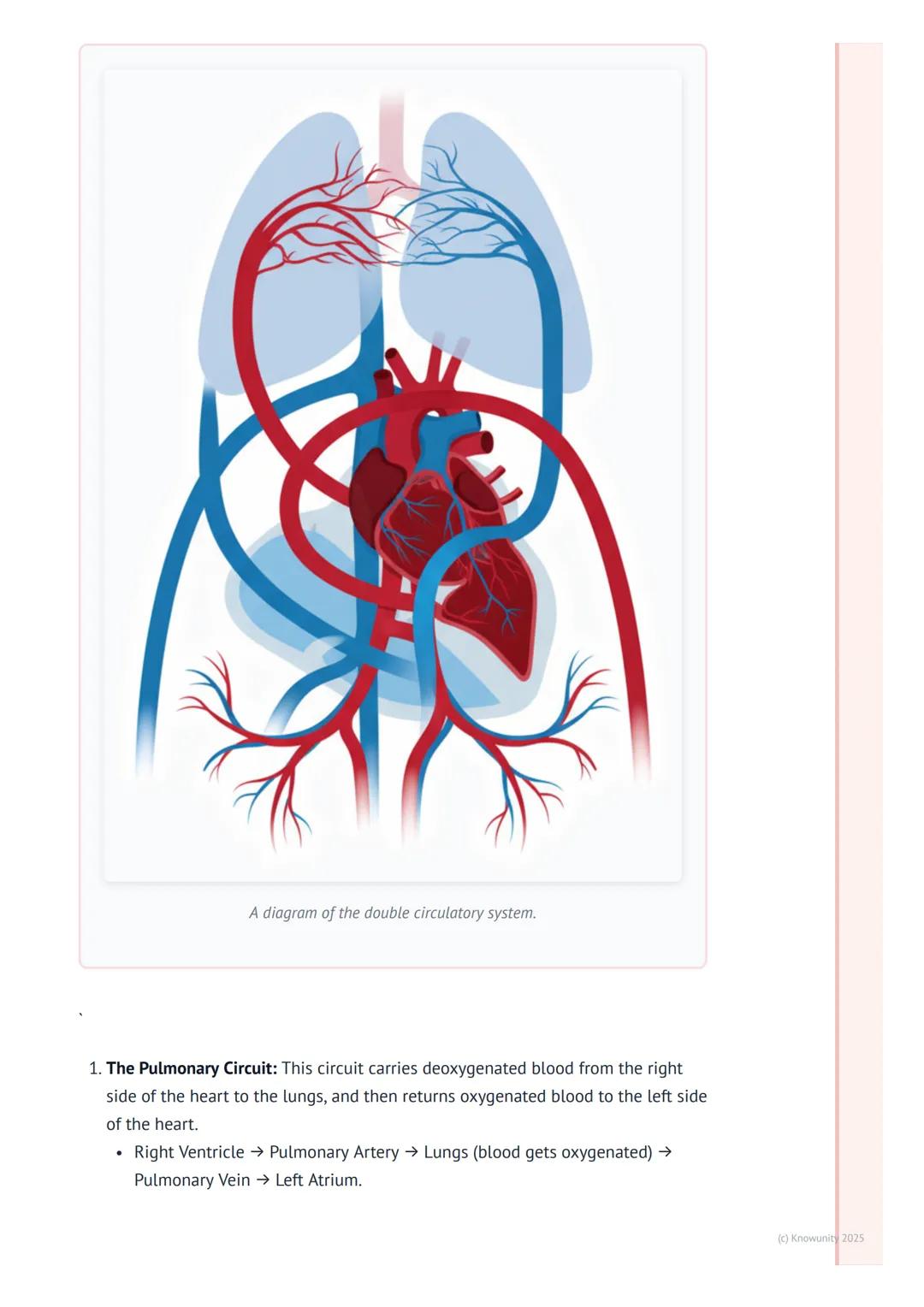 # The Circulatory System
An introduction to the circulatory system
The circulatory system is basically the body's transport network. Its m