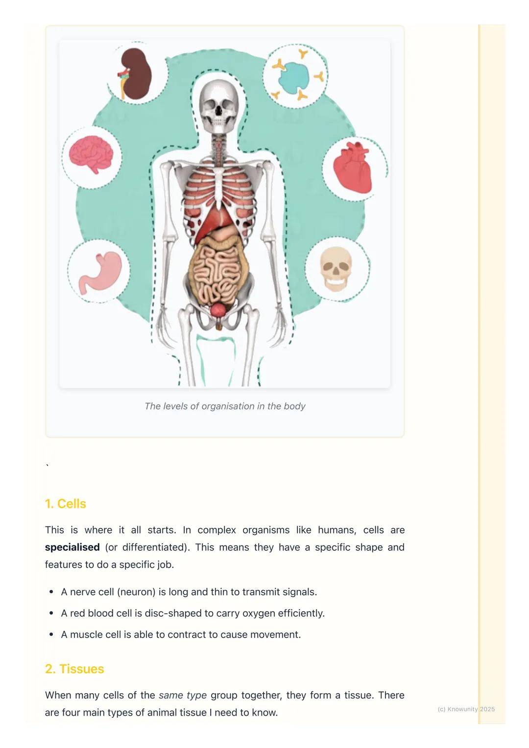 # Tissues, Organs, and Systems
## How our bodies are organised
All living things, including us, are highly organised. It's not just a rand