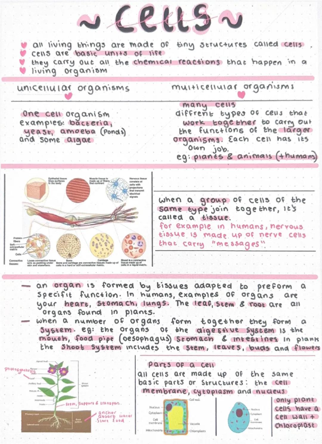 # ~cells~
all living things are made of tiny structures called cells
cells are basic units of life
they carry out all the chemical reaction